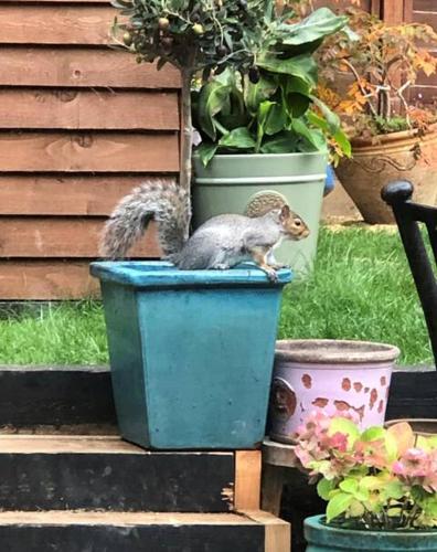 a squirrel is standing in a trash can at The Studio on The Green in Egham