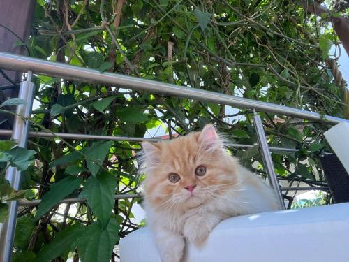 an orange and white cat sitting on a chair at Hotel Mansión Barichara in Barichara