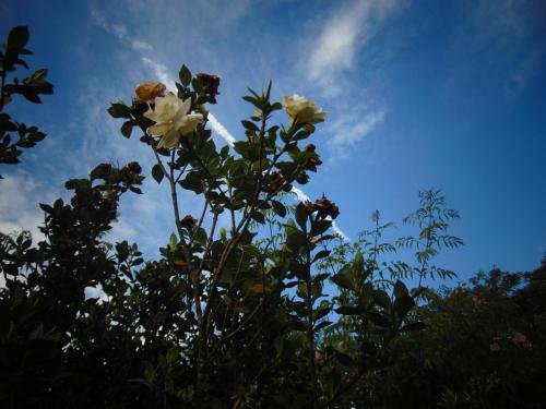 a tree with white flowers in the sky at Rancho do Colega in Santa Branca