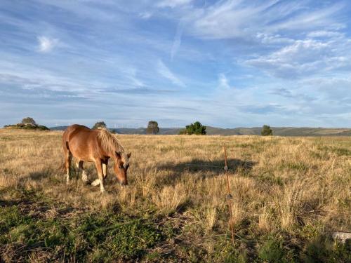 a horse grazing in a field of tall grass at Ahío San Martín, Apartamentos Rurales Casa de la Villa in San Martín de Oscos