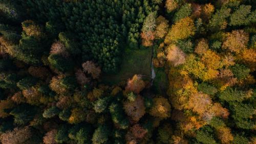 an overhead view of a forest of trees in autumn at Complex turistic Traisteni din Valea Doftanei in Podu lui Neag