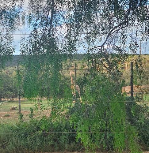a giraffe standing in a field behind a fence at Harmony Luxury Tents & Safari in Addo