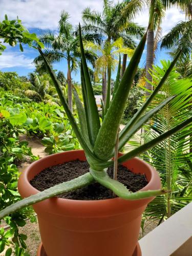 a green plant in a pot on a balcony at Caribbean Shores Belize in Hopkins