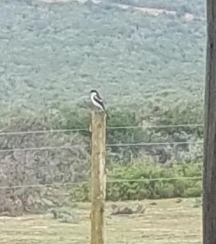 a bird sitting on top of a wooden pole at Harmony Luxury Tents & Safari in Addo