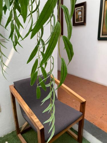 a plant sitting on top of a chair at Dos Patios Querétaro Curamoria Collection in Querétaro