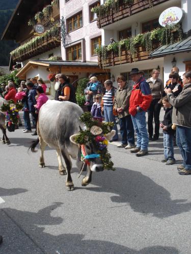 a cow walking down a street in a parade at Pension Alpenperle in Holzgau