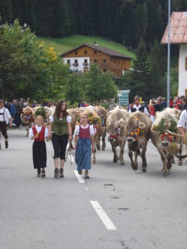 a herd of cows walking down a street in a parade at Pension Alpenperle in Holzgau