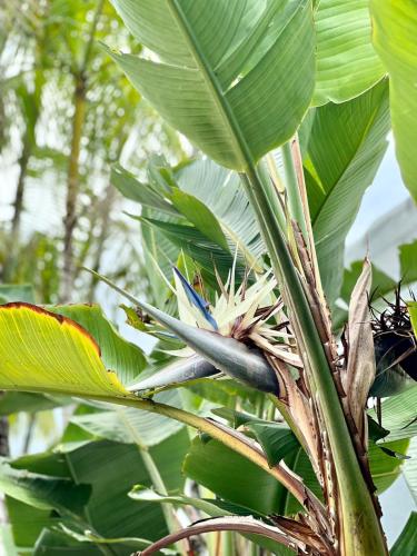 a couple of birds perched on top of a banana tree at Hotel Casa Paradiso Guarujá in Guarujá