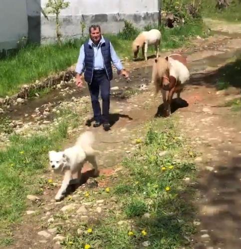 a man walking down a dirt road with sheep at CASUTA CU FLORI in Vîlcele