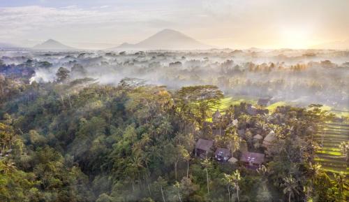 an aerial view of a forest of trees in the mist at Blue Karma Dijiwa Ubud in Ubud