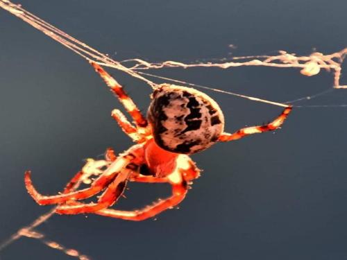 a lobster is sitting on a spider web at Apartment Marijana in Gornji Karin