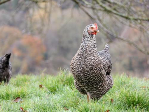 a chicken standing in a field of grass at Meadowsweet in Whitby