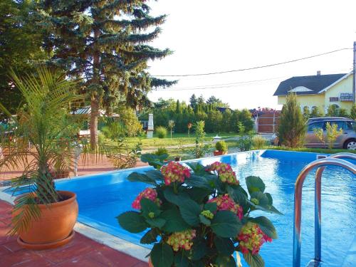 a swimming pool with a potted plant next to a swimming pool at Éden Villa Apartmanház in Balatonfüred