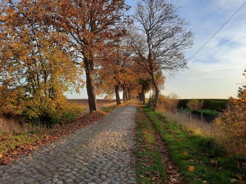 a cobblestone road with trees on either side at Wohnung "Wolgast" in Gützkow