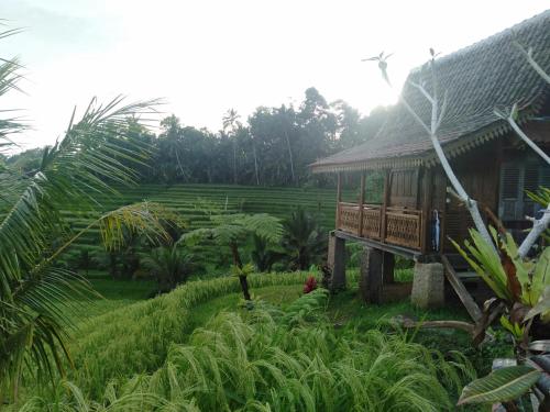 a house in the middle of a green field at D'Ume Bendoel Homestay in Jatiluwih