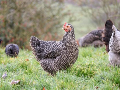 Tiere im Ferienhaus oder in der Nähe