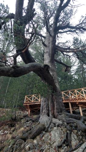 a tree on the side of a hill with a bridge at Сладко студио в Пирин с голф и СПА комплекс in Razlog