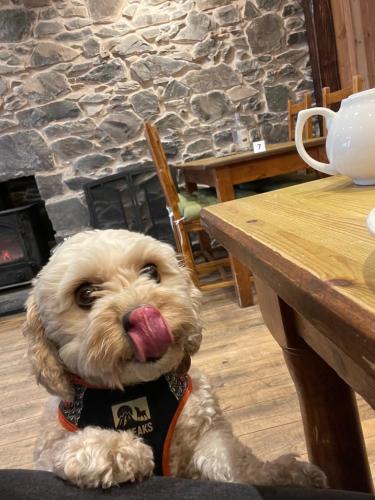 a small dog sitting next to a table with its tongue at Saucy Mary's Hostel in Kyleakin