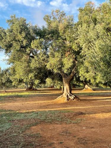 a large tree in the middle of a field at Villa Connie in Serranova