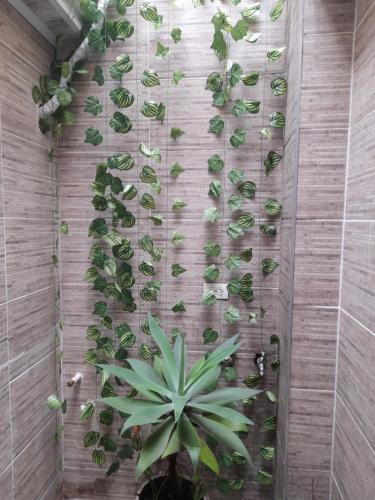 una pared llena de plantas en una pared en Apartamento# 7 - 2 habitaciones Cali sur, en Cali