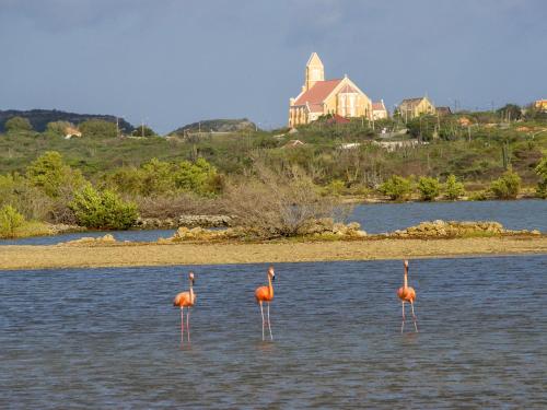 three flamingos standing in the water in front of a house at Villa Happy View in Willibrordus
