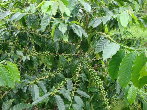 a tree with green leaves and a bunch of green grapes at Taroko Sialin Coffee Farm Homestay in Xiulin