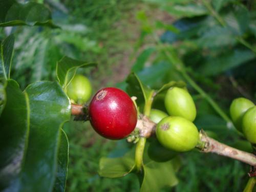 a red and green fruit on a tree branch at Taroko Sialin Coffee Farm Homestay in Xiulin