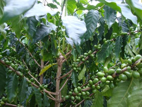 a bunch of green coffee beans hanging from a tree at Taroko Sialin Coffee Farm Homestay in Xiulin