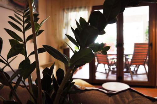 a potted plant in a living room with a mirror at Sea La Vie in Volos