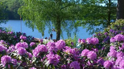 a bunch of purple flowers in front of a lake at Långasjönäs Camping & Stugby in Karlshamn