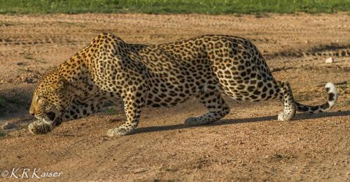 a leopard laying on the ground in the dirt at Monwana in Thornybush Game Reserve