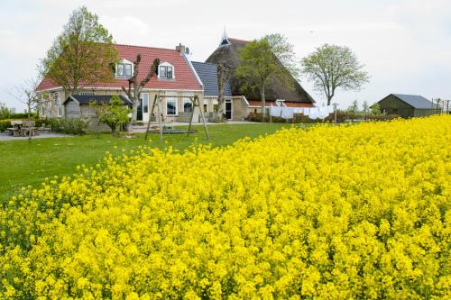 a field of yellow flowers in front of a house at Oppe Klincke in Franeker