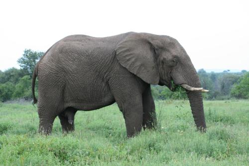 an elephant standing in a field of grass at Needles Lodge in Marloth Park