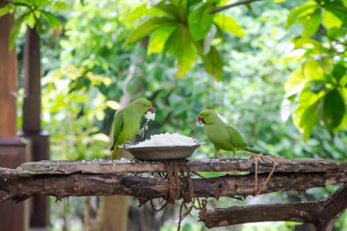Zahrada ubytování Birds Paradise Cabanas Unawatuna
