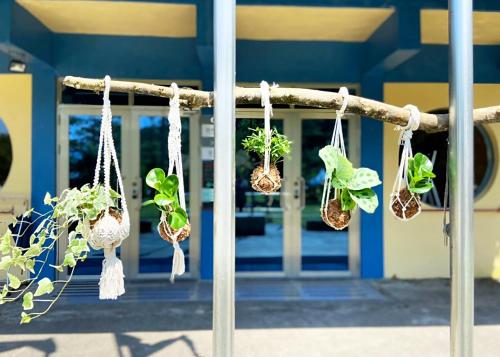 a group of potted plants hanging from a branch at Lapopo in Keelung
