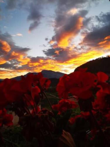 a group of red flowers with a sunset in the background at Apt. BELLA VISTA nel Cuore della Valle di Cembra. in Segonzano