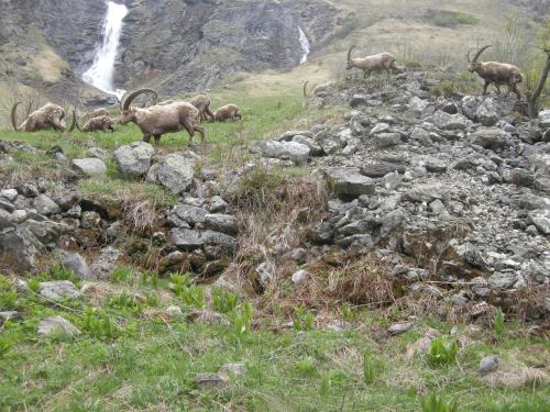a group of animals on a rocky hill with a waterfall at Gîte Les Grands Champs in Bellentre