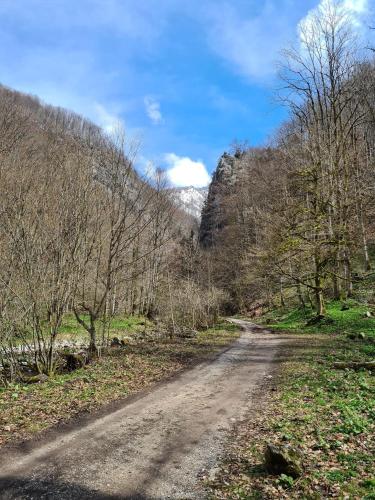 ein Feldweg mitten in einem Wald in der Unterkunft Casa Tudor in Padis