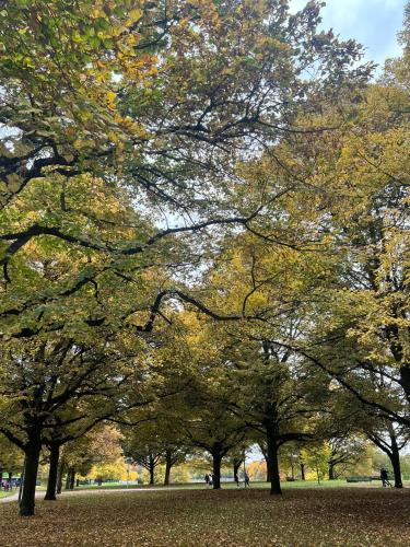 a group of trees in a park in the fall at sharing studio apartment with me in Munich