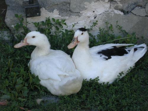 two white ducks are sitting in the grass at Gîte Les Grands Champs in Bellentre