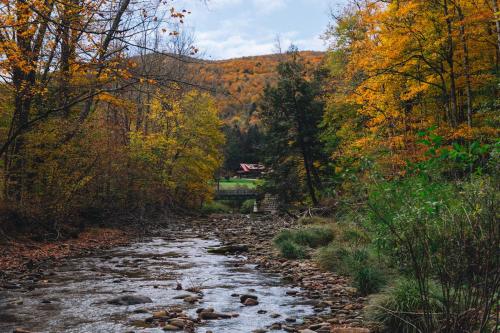 a stream in the middle of a forest with trees at Urban Cowboy Lodge in Big Indian