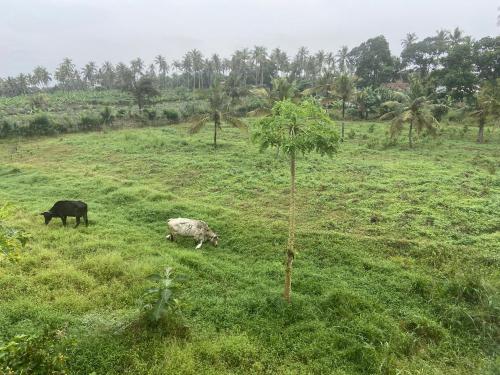 two cows grazing in a grassy field with a tree at White Villa Airport Transit Hotel in Katunayake