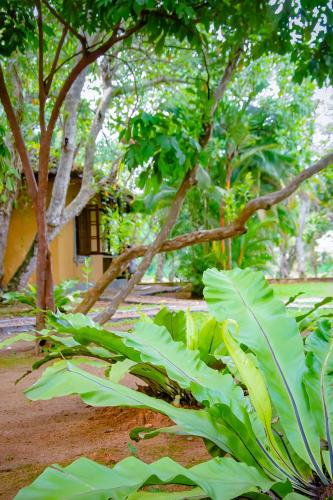 Zahrada ubytování Birds Paradise Cabanas Unawatuna
