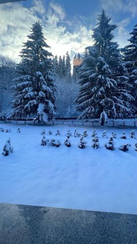 un groupe d'oiseaux dans la neige devant les arbres dans l'établissement Taverne & Pension Lubenbachtal, à Zella-Mehlis