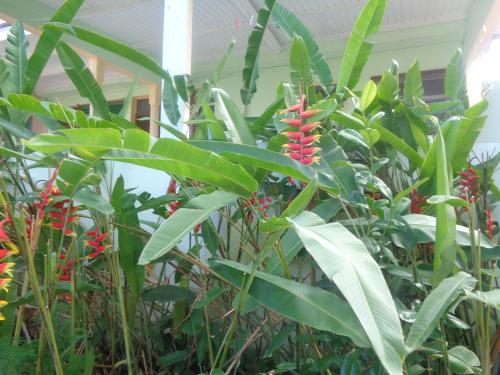 a bunch of plants with red flowers in a room at Residence Madelia in Port-Louis