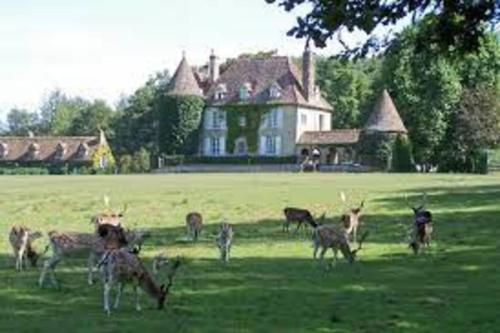 un groupe d'animaux pacant dans un champ devant une maison dans l'établissement Au Calme Absolu chez Nicolas, à Lindry