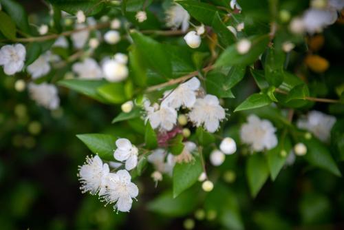 a bunch of white flowers on a tree at Affittacamere S'Alzola in Porto Rotondo
