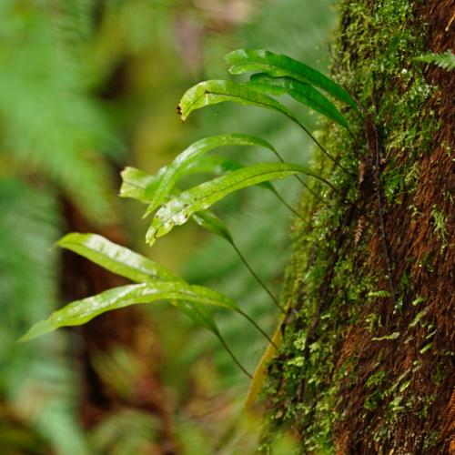 Φωτογραφία από το άλμπουμ του Redwoods Rest / Cabins / Wander & Explore σε Beech Forest