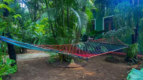 錫吉里亞的住宿－綠草民宿，棕榈树花园内的吊床
