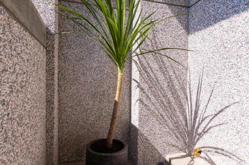 a plant in a black pot next to a wall at 快樂狗寵物民宿--證號2598 in Hualien City